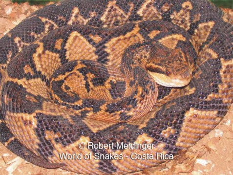 Lachesis muta muta Bild01